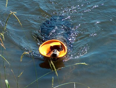 Suki hat das Ufer im Blick und schwimmt darauf zu