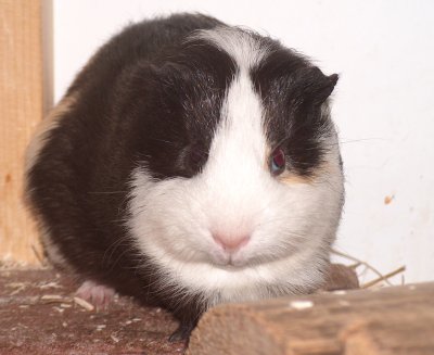 Alrik unser Bock, in den Farben wei, schwarz, beige