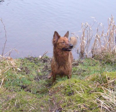 Buffy steht am Teich