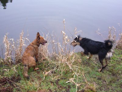 Fuchshündin Buffy mit Gelbbacke Suki am Flammbacher Teich