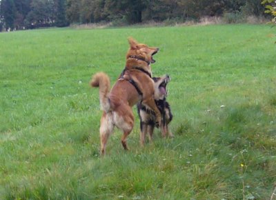 Dina und Suki spielen miteinander