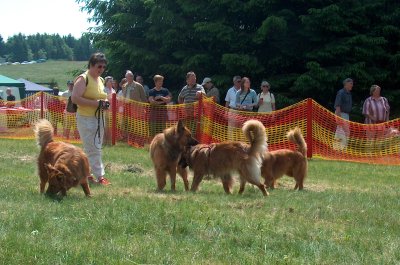 mehrere Fchse spielen auf der Wiese