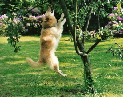 Gero verbeißt sich in ein Seil am Baum und hängt daran