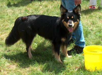 Gelbbackenrüde Bonny aus Gieboldehausen