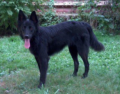 Altdeutsche Schwarze Jori steht auf dem Hof Luna, im Hintergrund der Misthaufen