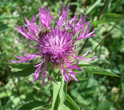 Lilafarbene Kornblume mit Fliege