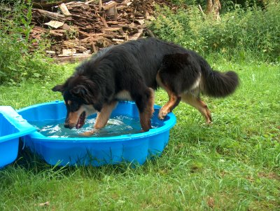 Suki wagt sich in die Muschel mit dem Wasser