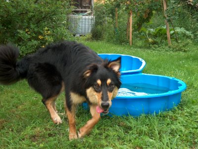 Suki ist nass und schaut in die Kamera