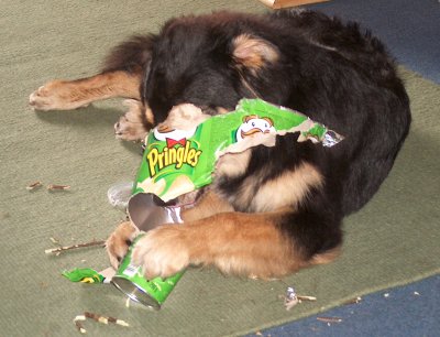 Suki versucht in den tiefen der Dose noch mehr zu finden