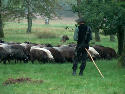 Heideschafe, Schäfer und Schäferhund beim hüten
