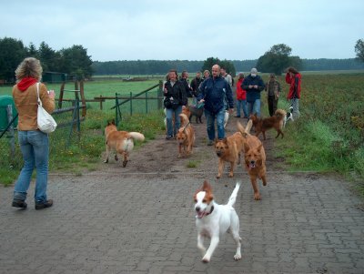 7 von 11 Hunden zu sehen