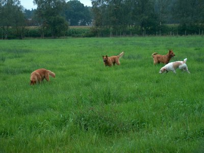 4 Hunde spielen auf der Wiese