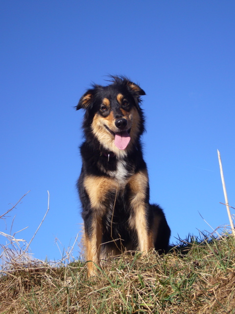 Suki beim Spaziergang im Sonnenschein