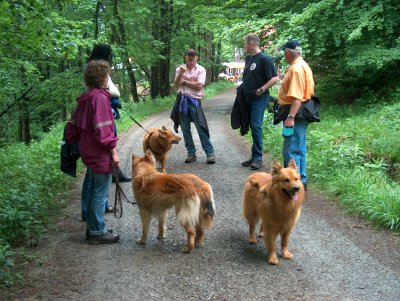 Harzer Füchse Zora, Benni und Kimba auf einem Spaziergang