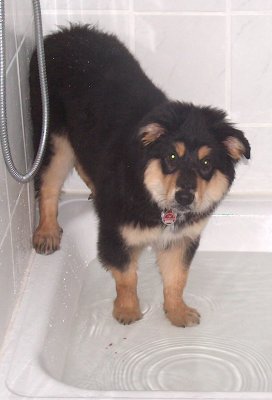 Suki steht mit 2 Fen in der Duschwanne und balanciert mit den anderen beiden Fen auf der schmalen Kante