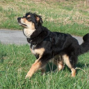 Suki wartet auf eine Gelegenheit den Ball zu holen