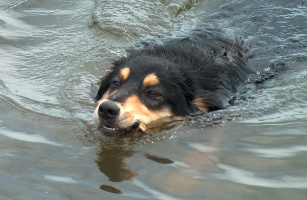 Suki schwimmt im Oberharzer Johann-Friedricher-Teich