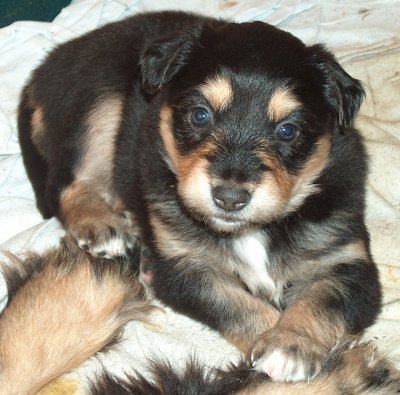 Gelbbackenmädchen Suki ist ein kleines 'Pummelchen'