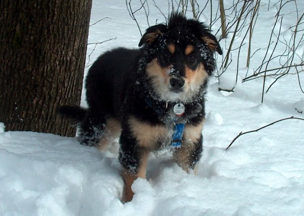 Suki mit 10 Wochen im Schnee