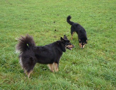 Gelbbackenhündin Teddy wurde auch auf dem Spaziergang getroffen