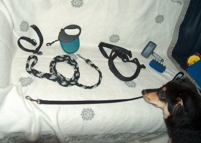 Leine, Geschirr, Halsband und Bürsten vom Hund