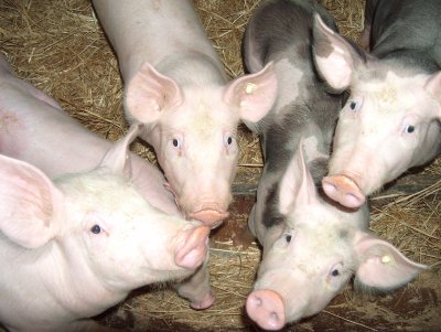 Fünf Ferkel im Stall